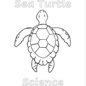 drawing of a sea turtle